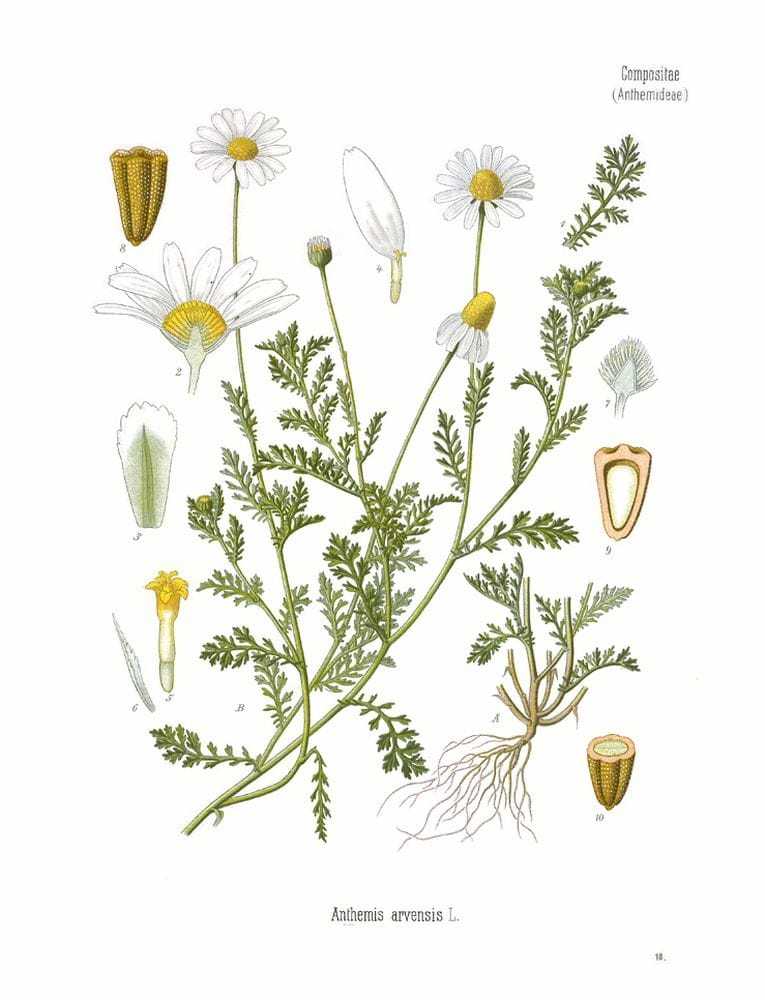 Matricaria inodora